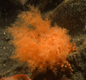 sea cucumber